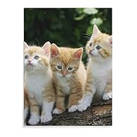 Amazon.co.jp: 可愛い マンチカン 子猫四兄弟 アートパネル 絵画